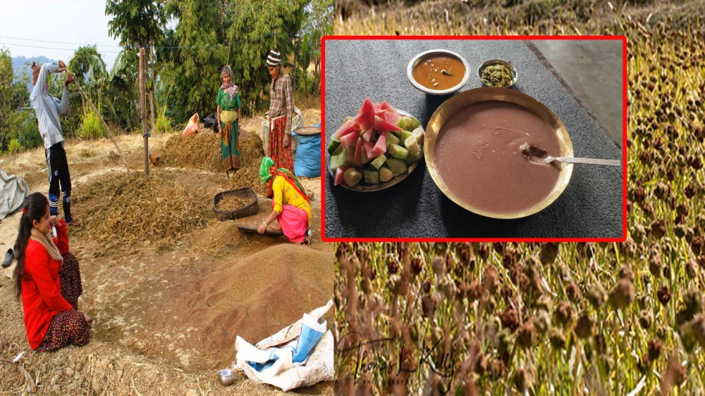  खाद्यान्नमा आत्मनिर्भर हुने प्रमुख बालीमा ‘कोदो’