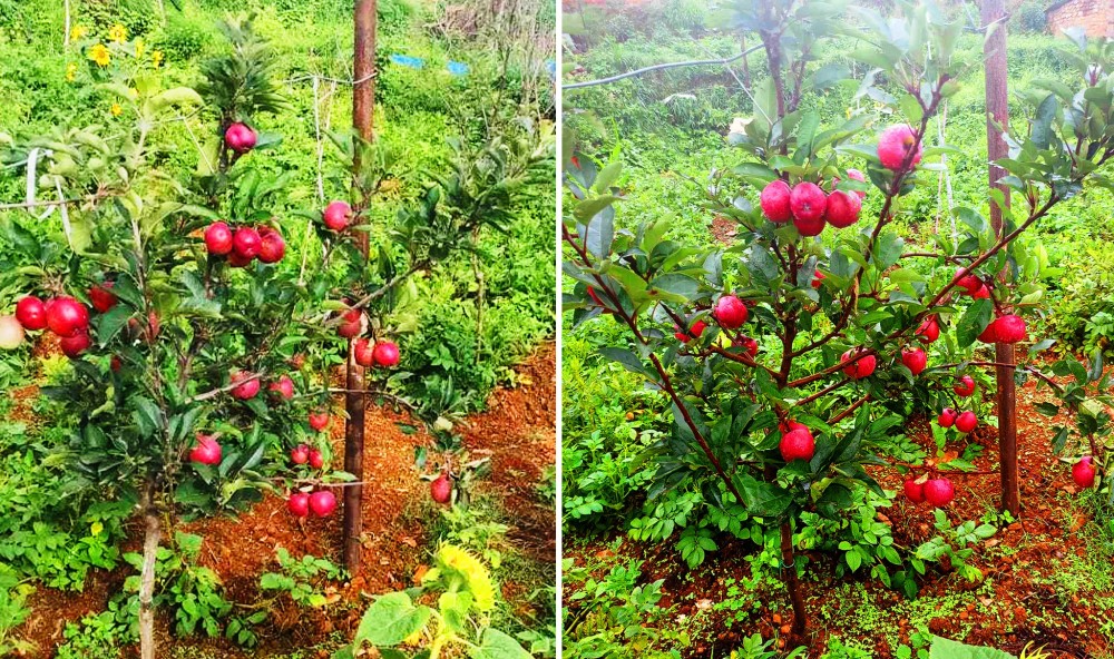 स्याउ बगैँचा व्यवस्थापनबारे घुम्ती शिविर