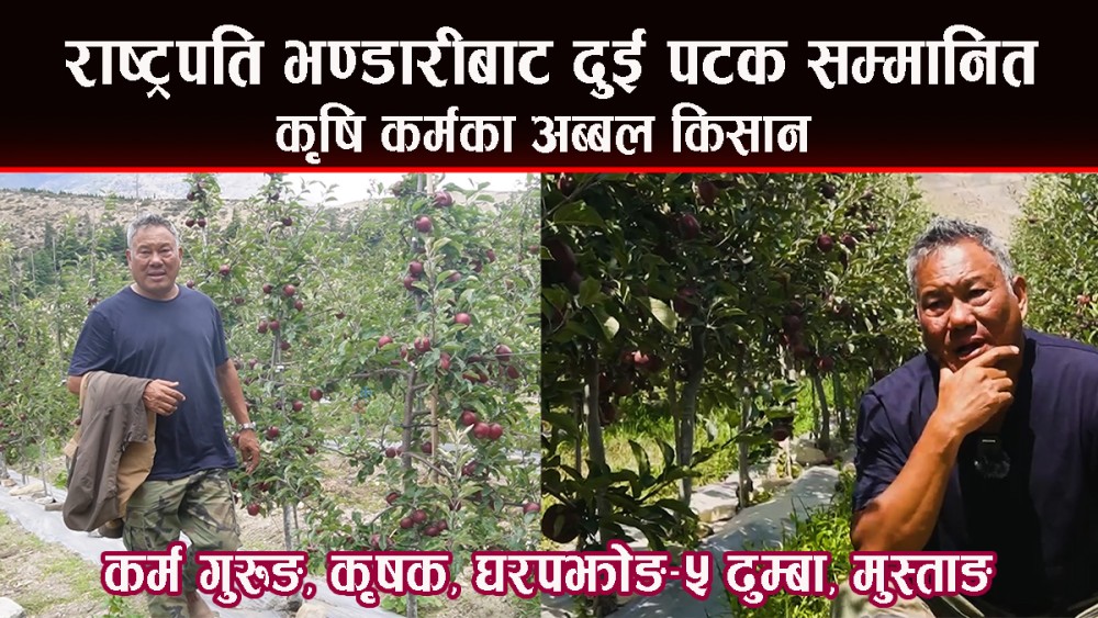 मुस्ताङको स्याउखेती