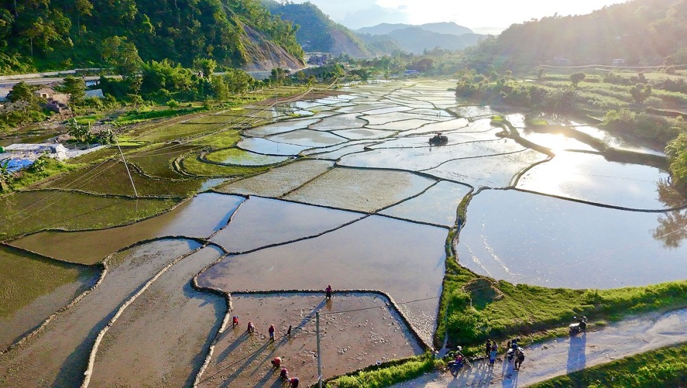 असारकाे तेस्राे हप्ता लाग्दा कति भयाे धान रोपाइँ ?