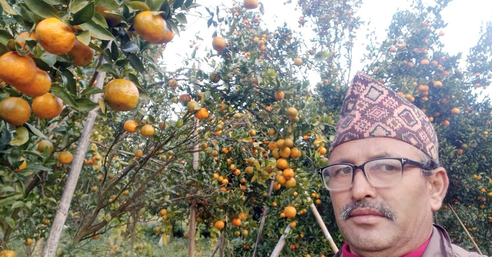 उदयपुरमा फलफूल खेतीबाट वार्षिक रुपमा ८४ करोडबढी आम्दानी