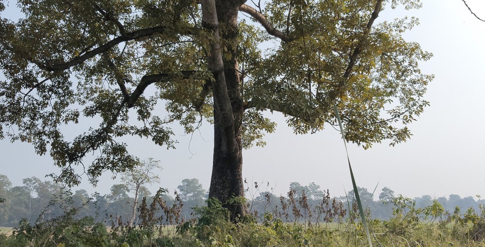 पश्चिम नवलपरासीमा सीमास्तम्भ नहुँदा सुस्ताको एक तिहाइ भूमि भारतको कब्जामा