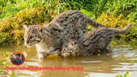 ‘Fishing Cat Conservation Beyond Protected Areas’