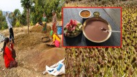  खाद्यन्नमा आत्मनिर्भर हुने प्रमुख बालीमा ‘कोदो’