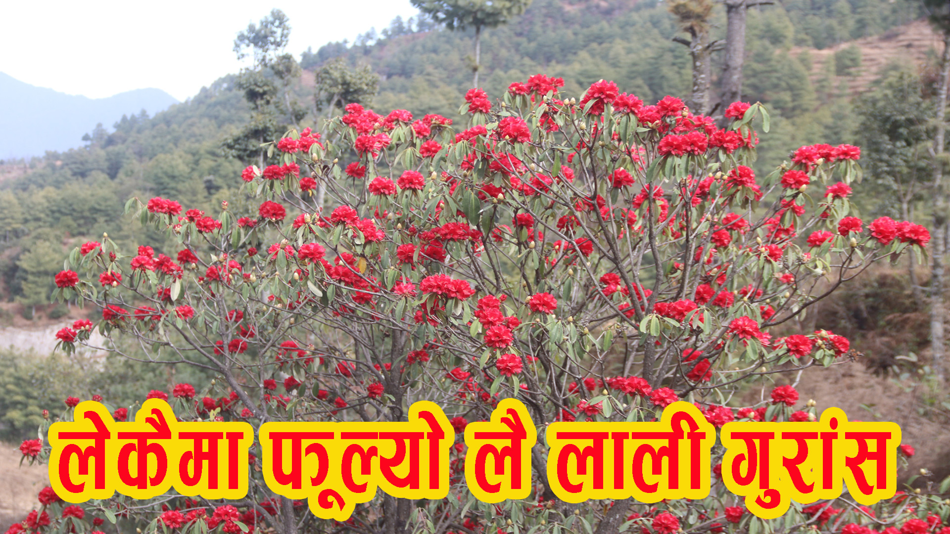 लेकैमा फुल्यो लै लाली गुँरास ...