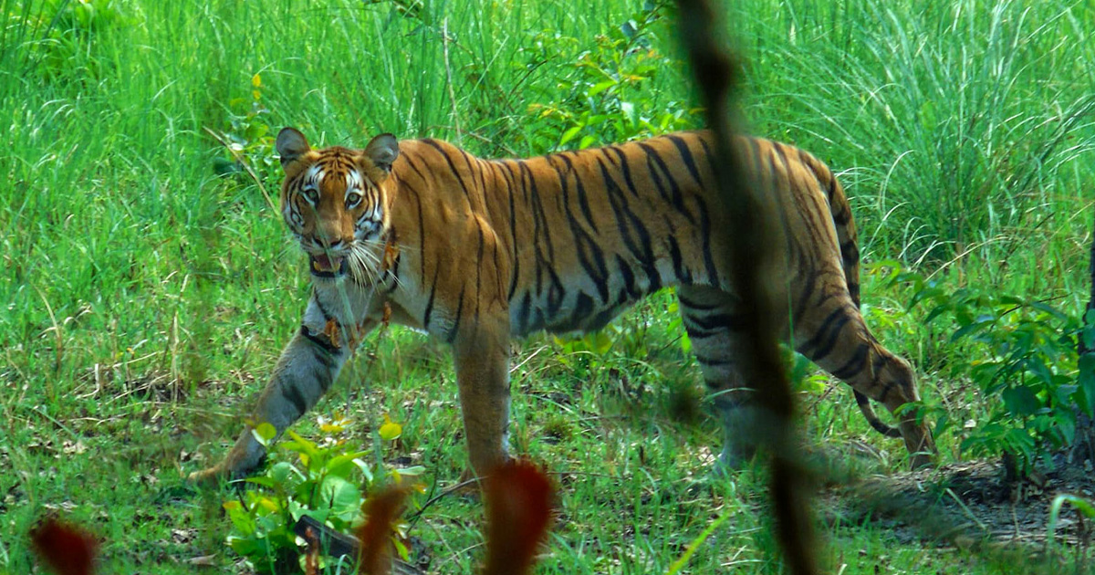 कञ्चनपुरकाे मौरीफाँटामा पाटेबाघको त्रास