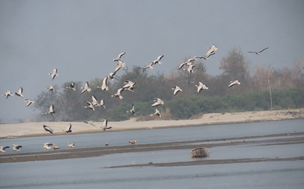 कञ्चनपुरमा जलपन्छी गणना सम्पन्न, नतिजा केही दिनमै आउने