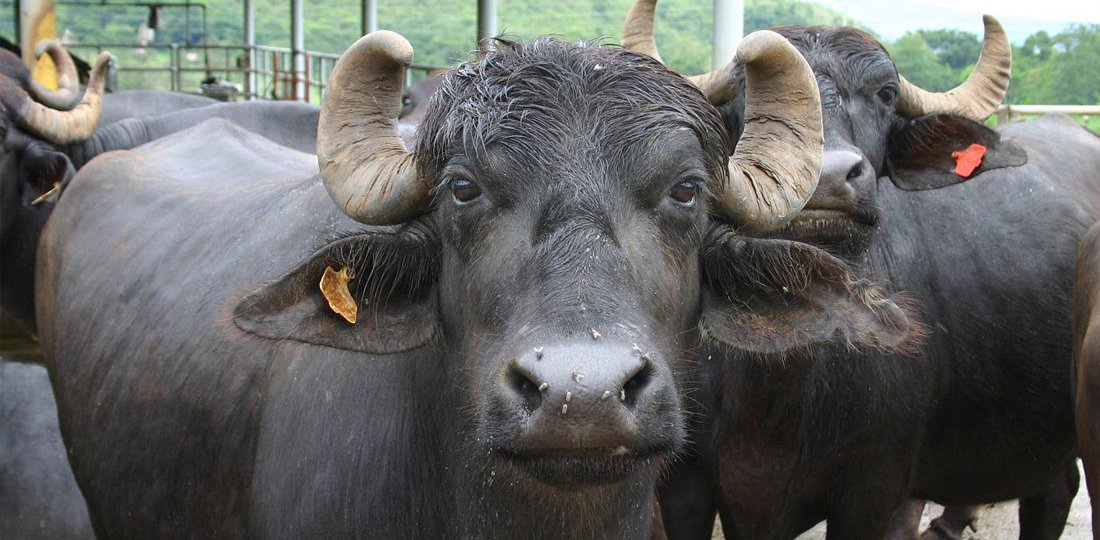 गाई–भैँसी पालनबाट मासिक डेढ लाख आम्दानी