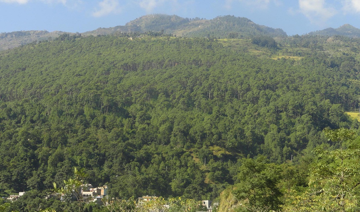 अझै हुन सकेन ‘हरियो वन, नेपालको धन’