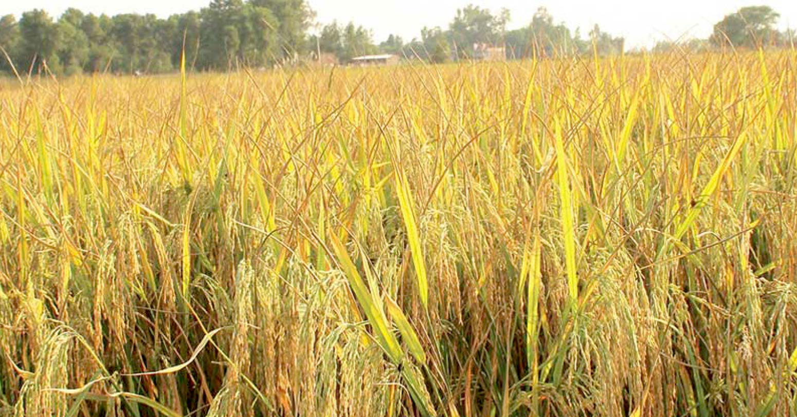 चैतेधानको समर्थन मूल्य नपाउँदा किसान चिन्तित