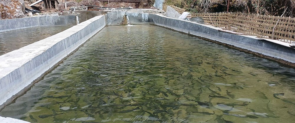 चिसोका कारण पश्चिम नवलपरासीमा माछा मर्न थाले