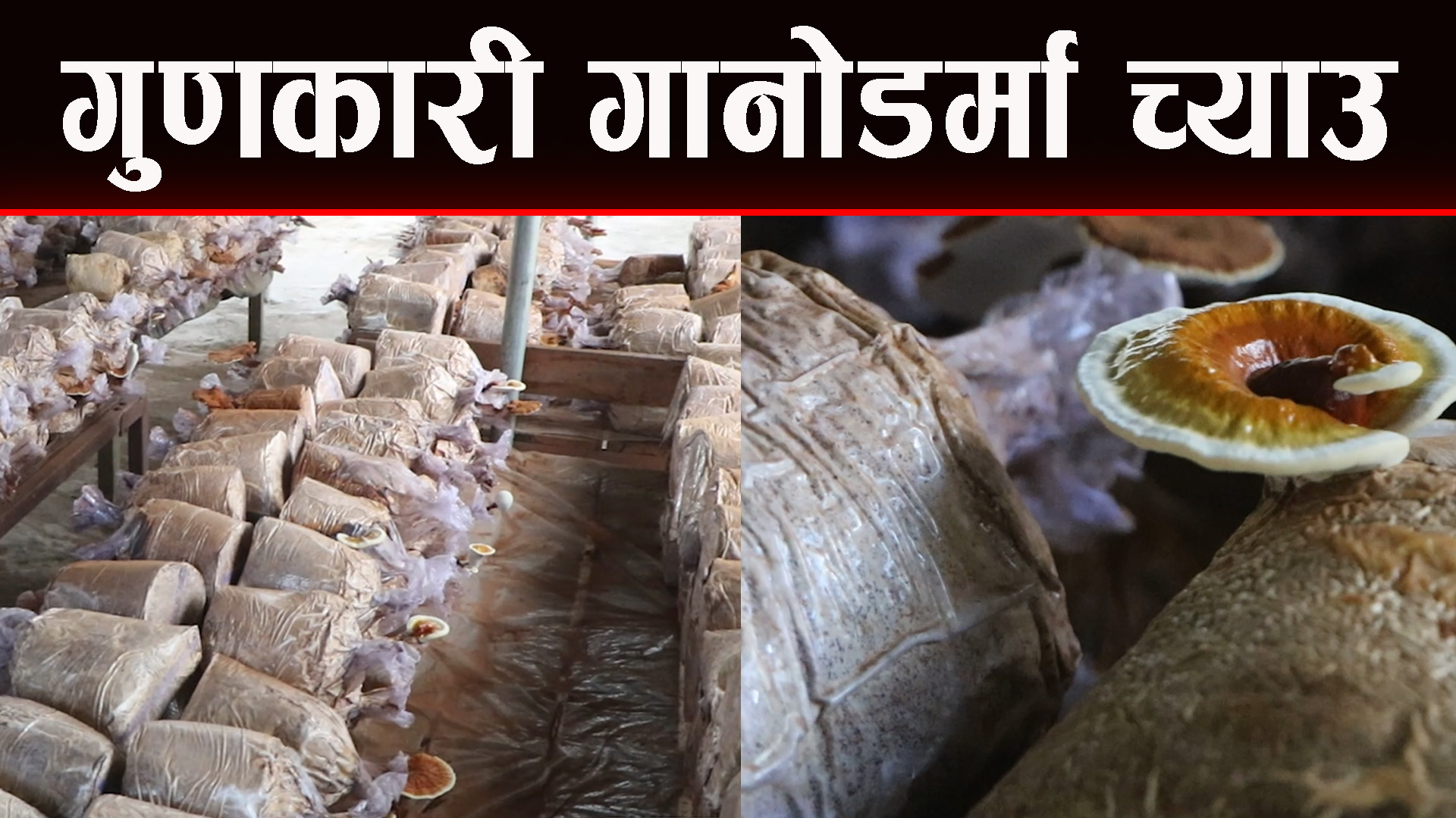 गानोडर्मा (राताे च्याउ) को उत्पादन नेपालमा सुरु
