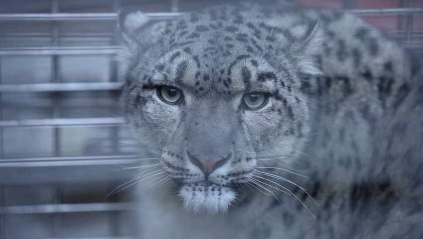 मुस्ताङमा हिउँचितुवाको आतङ्क