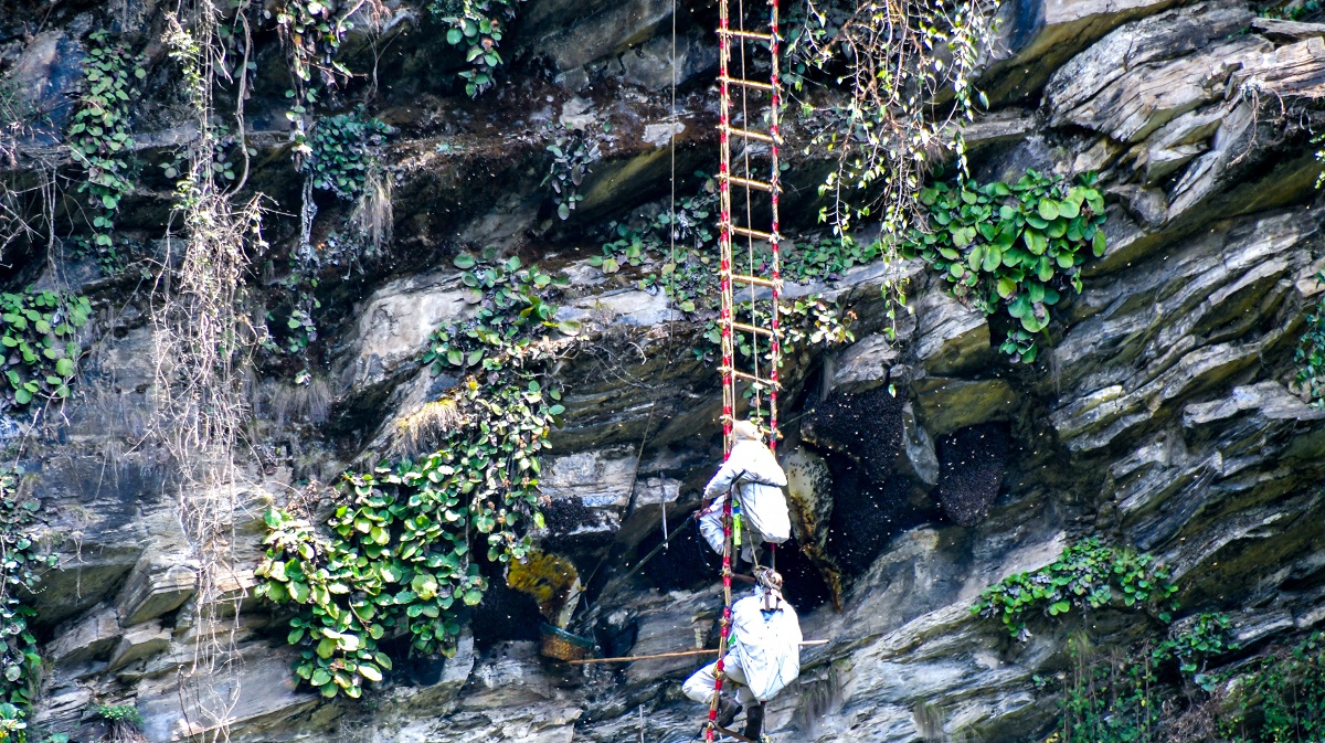 यसरी हुन्छ साहसिक मह शिकार