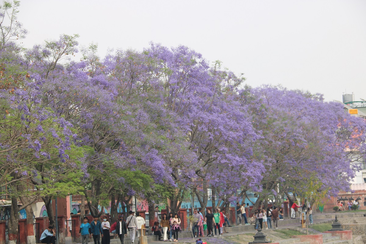 ढकमक्क फूलेकाे ज्याकाराण्डा फूल