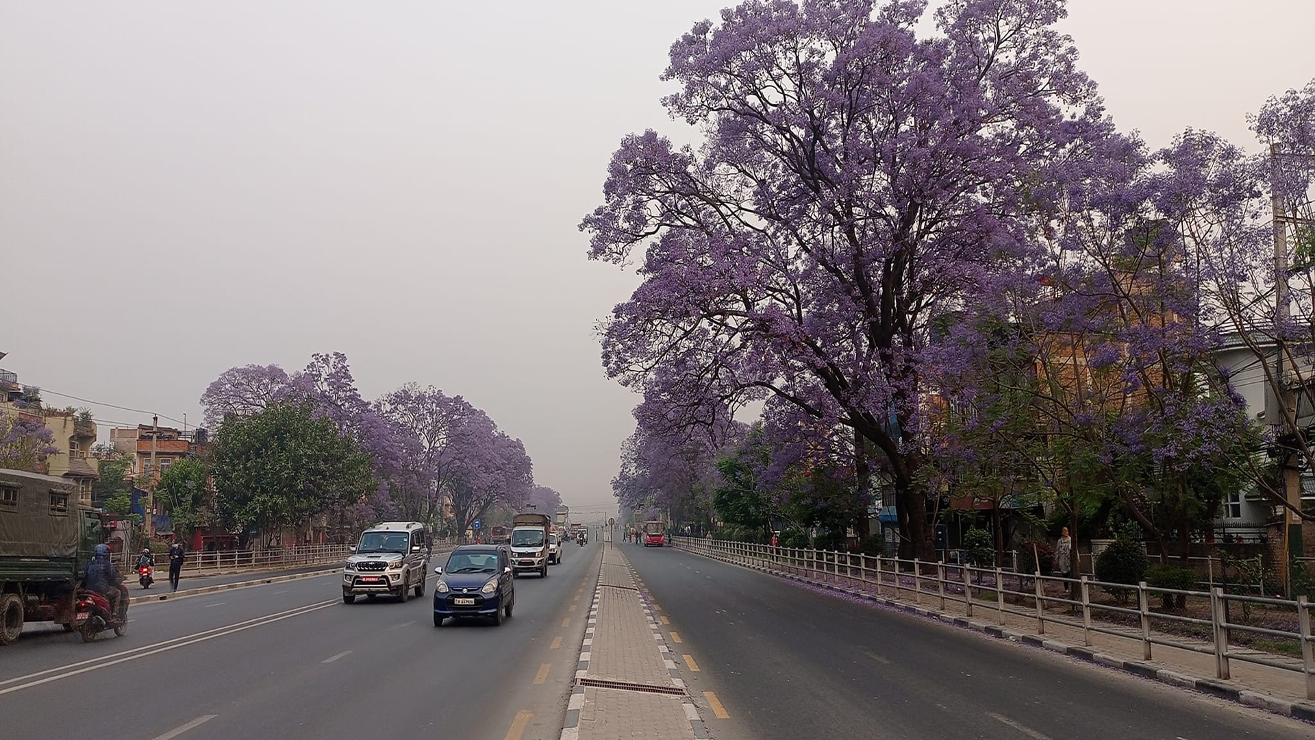 ढकमक्कै फूलेका जाकारान्डा फूल