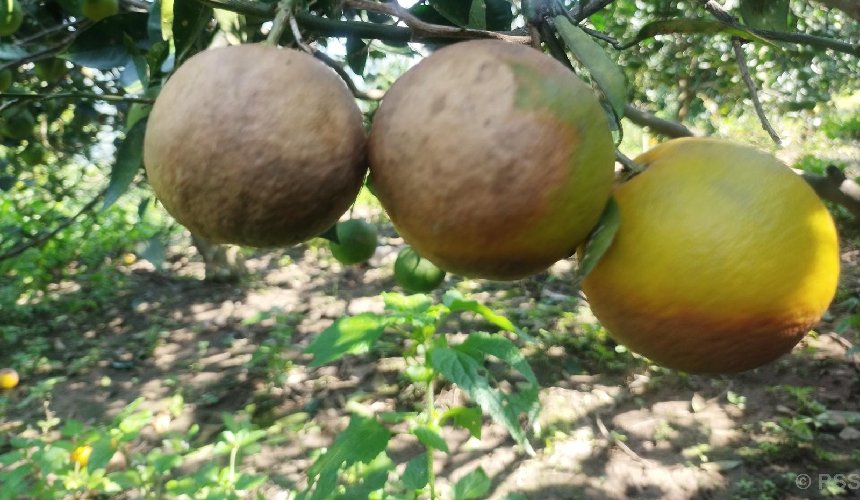 सिन्धुलीमा बोटमै जुनार कुहिन थालेपछि कृषक चिन्तित