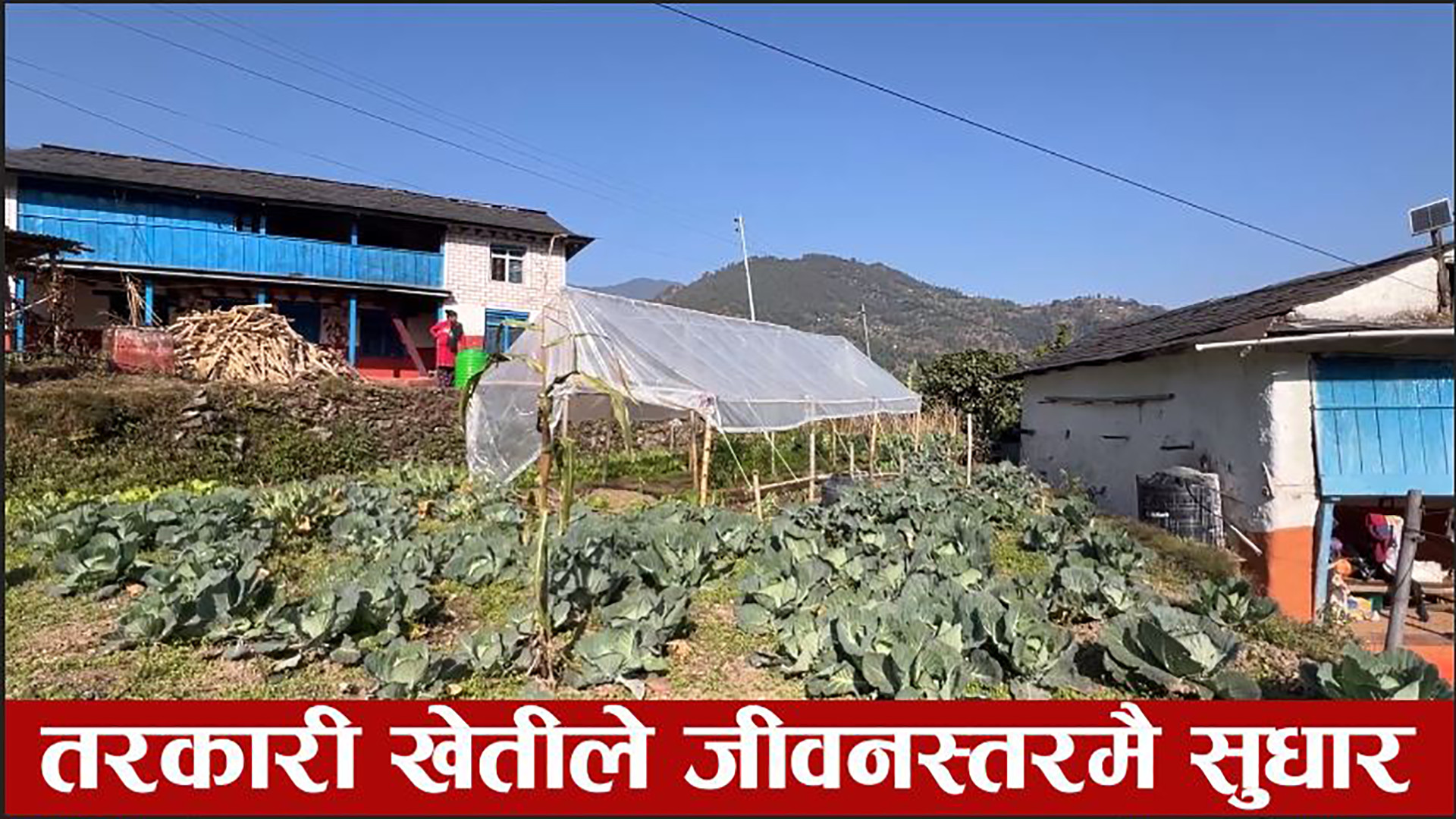 व्यवसायिक तरकारी खेतीले जीवनस्तर नै उकास्याे