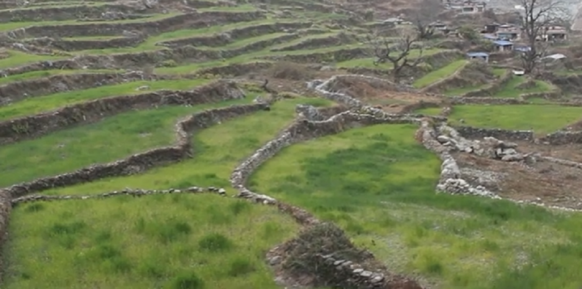 बर्षा र हिमपात नहुँदा खेतीबाली सुक्न थाले