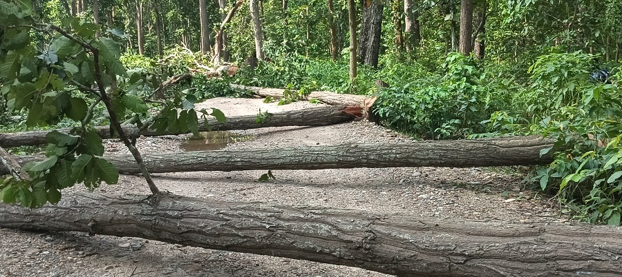 कञ्चनपुरमा सार्वजनिक क्षेत्रका जोखिमपूर्ण रुख हटाइने