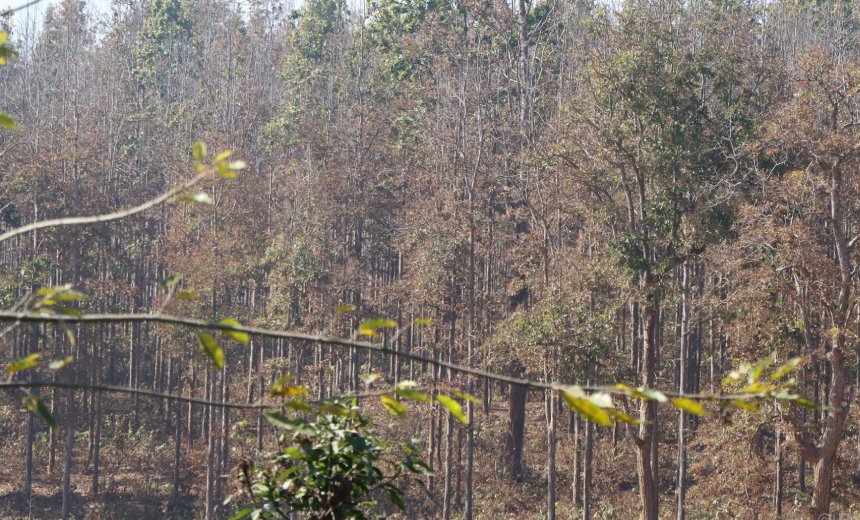 सालको रूखमा महामारी, ‘मथ’पुतलीले पात सखाप