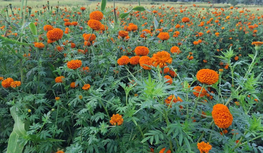 दुई रोपनी क्षेत्रफलमा सयपत्री ढकमक्क, बजार खोज्दै किसान