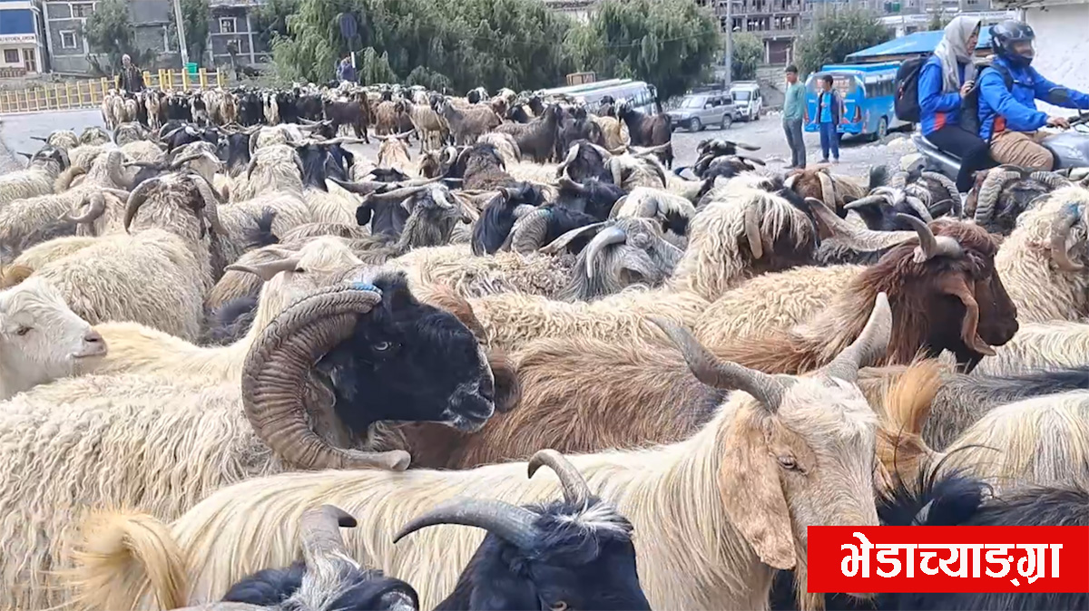 दशैं लक्षित १३ हजारभन्दा बढी भेडाच्याङ्ग्रा निकासी