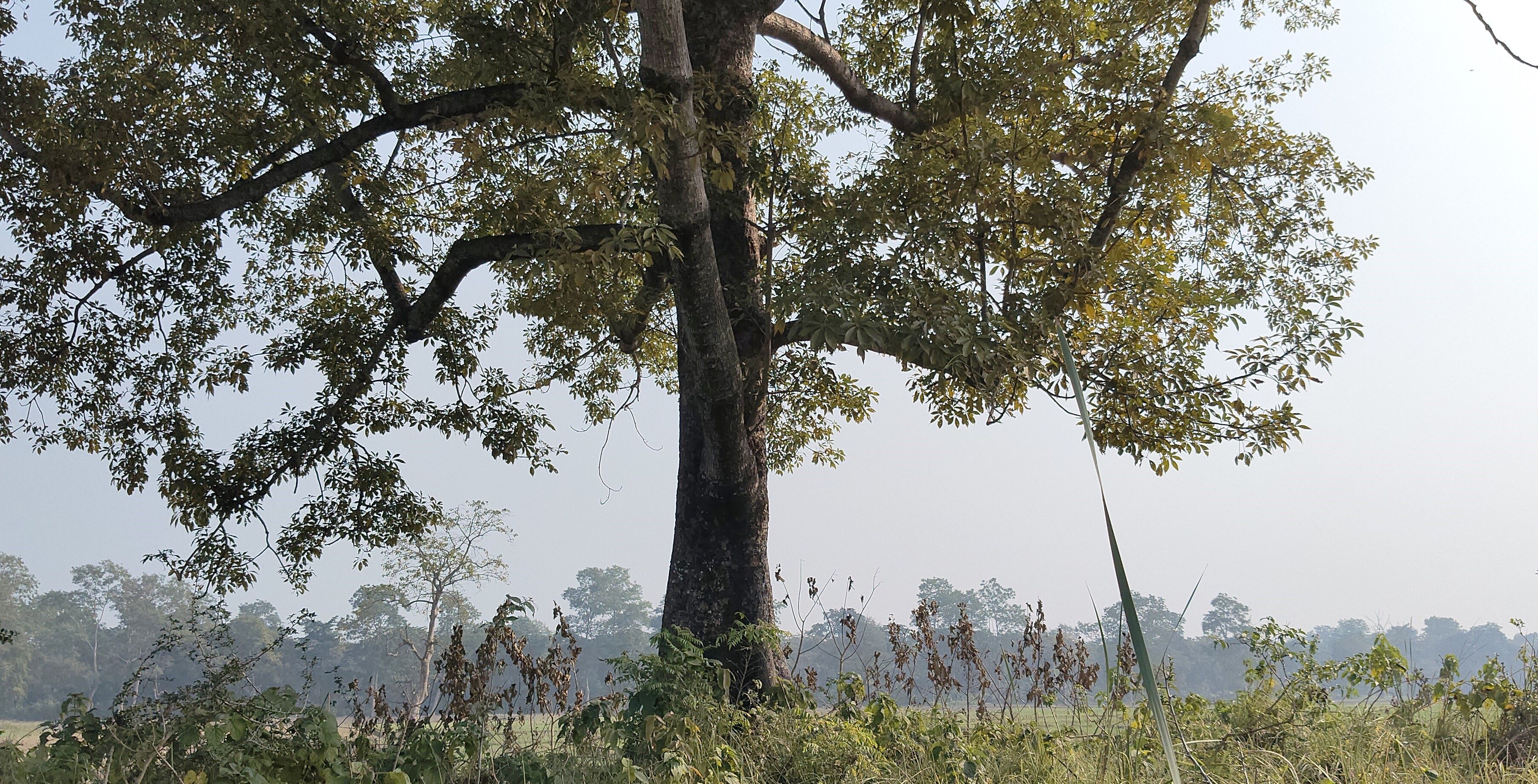 पश्चिम नवलपरासीमा सीमास्तम्भ नहुँदा सुस्ताको एक तिहाइ भूमि भारतको कब्जामा