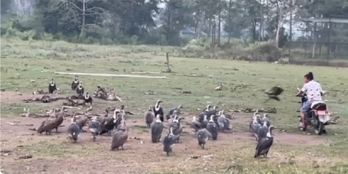 कावासोतीमा गिद्धको सङ्ख्या बढ्यो 