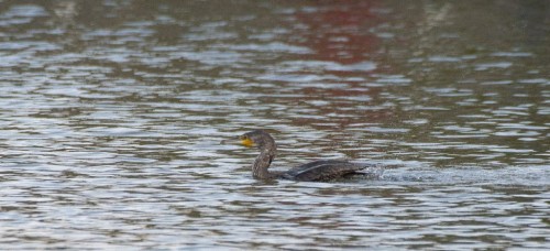 नेपालमा जलपन्छी संख्या घट्दै