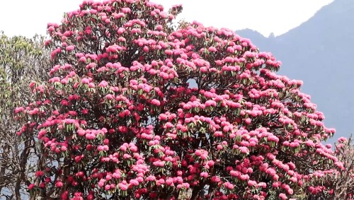 लालीगुराँसले रङ्गियाे घोडेपानी